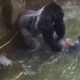 Video footage of the gorilla, Harambe, dragging a child who fell into the gorilla's enclosure.
Screenshot via YouTube